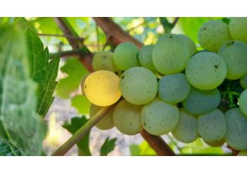 Vendanges 2021 (oct 2021)